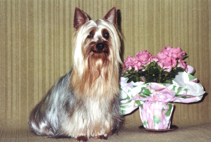 CH. Delyne des Fleurons D'Or