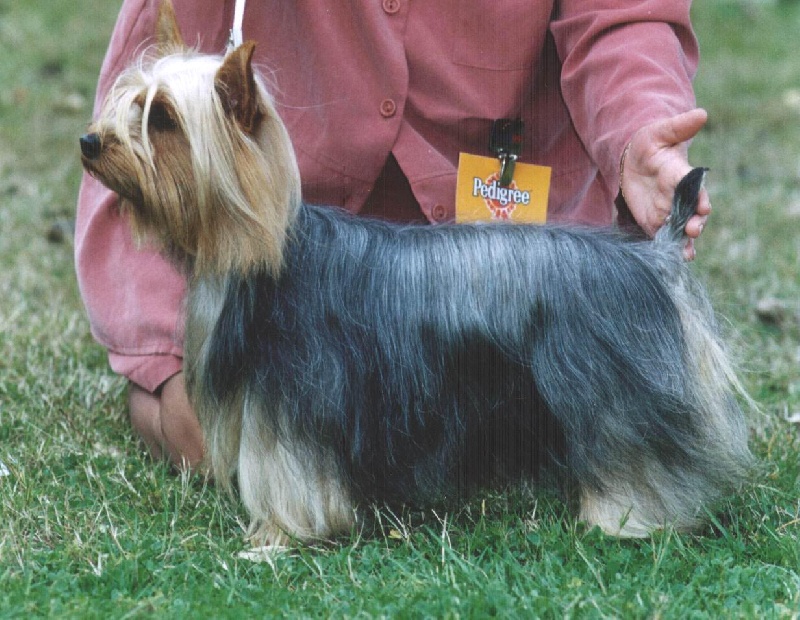 CH. Brenda (Sans Affixe)