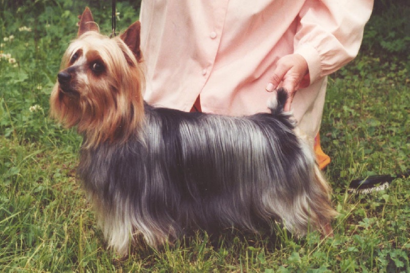 CH. Daika des Fleurons D'Or