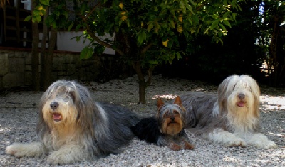 des Fleurons D'Or - le trio de la côte d' AZUR
