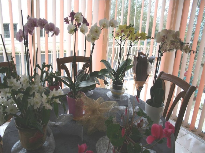 des Fleurons D'Or - passion silky &orchidées