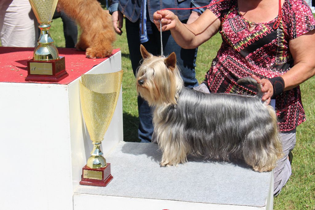 des Fleurons D'Or - REGIONALE OISSEAU 12 silkies