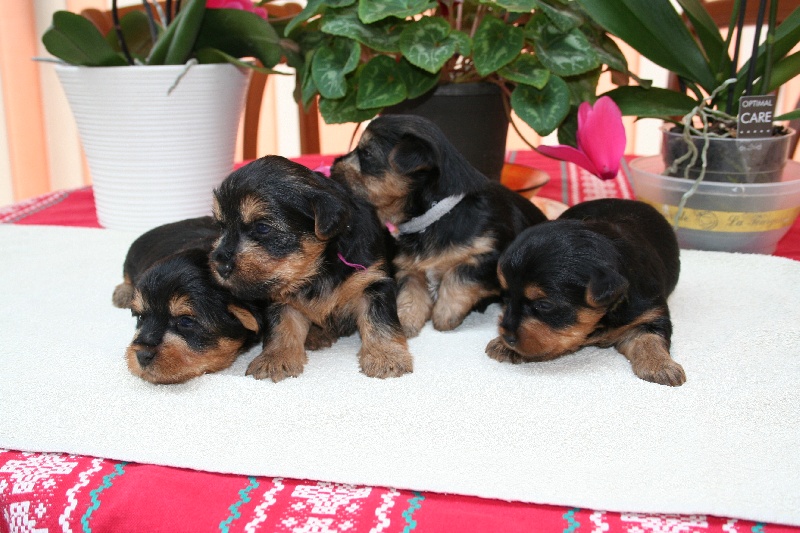 des Fleurons D'Or - Australian Silky Terrier - Portée née le 24/01/2014